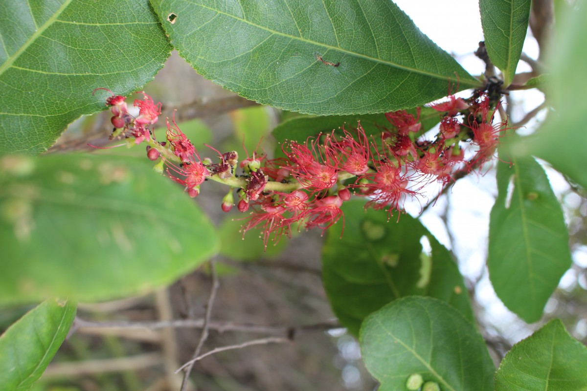 Barringtonia acutangula (L.) Gaertn.